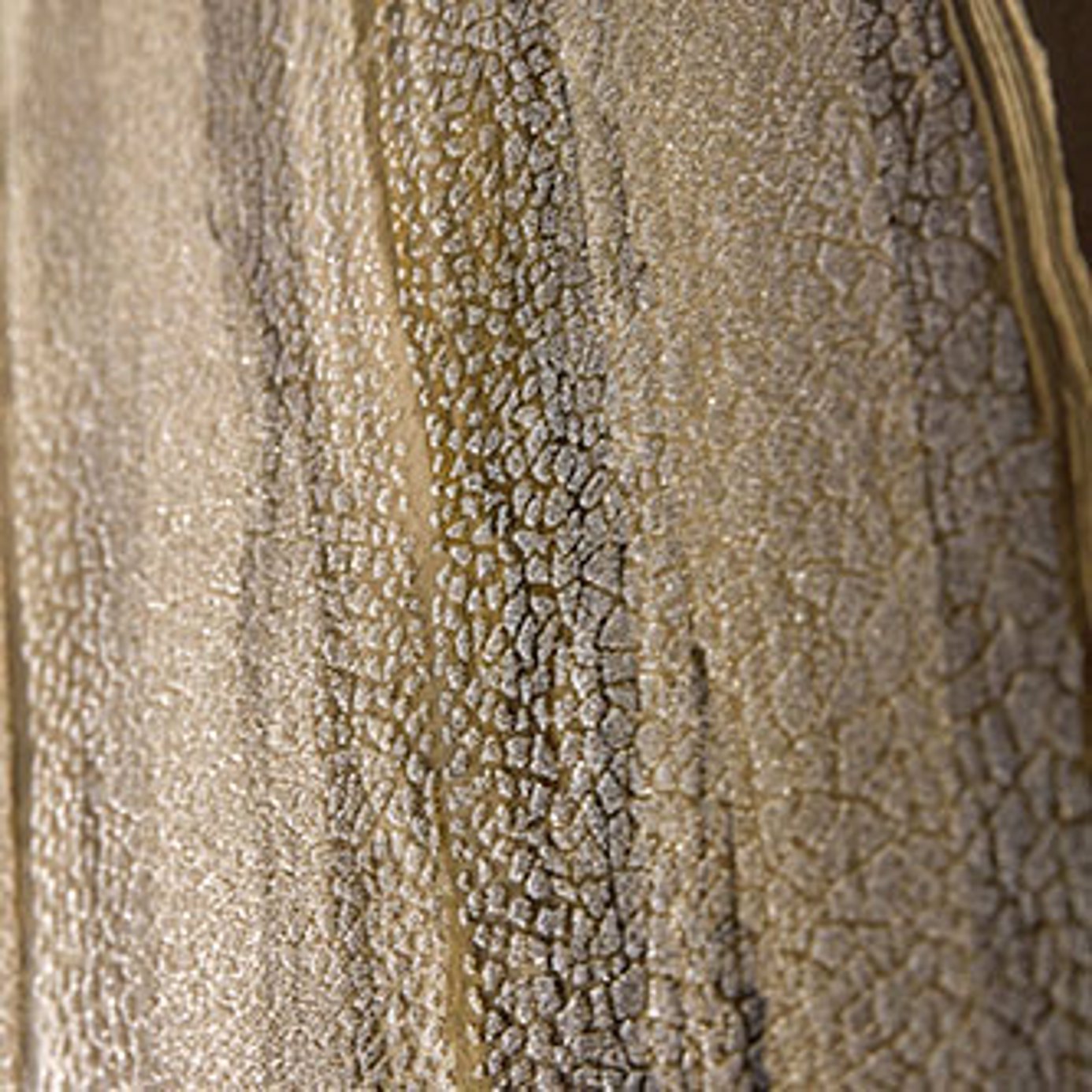 Vitruvius Gold/Basalt Wallpaper by HAR