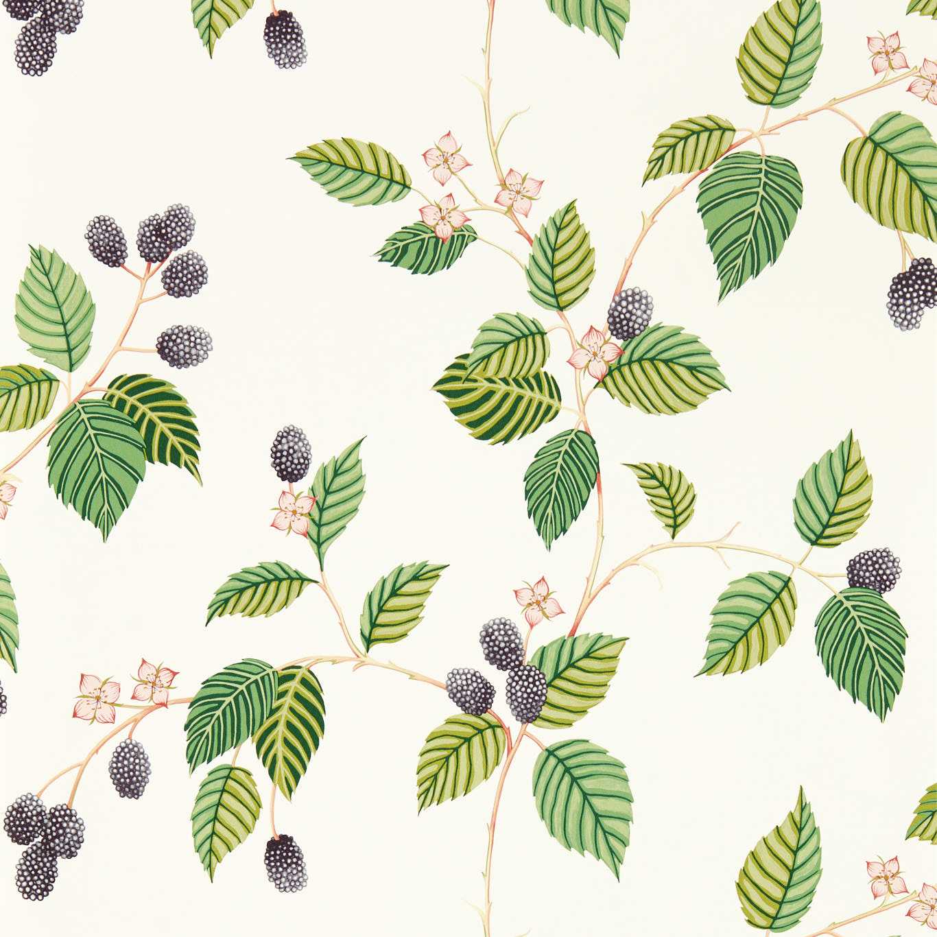 Rubus Blackberry Wallpaper by SAN