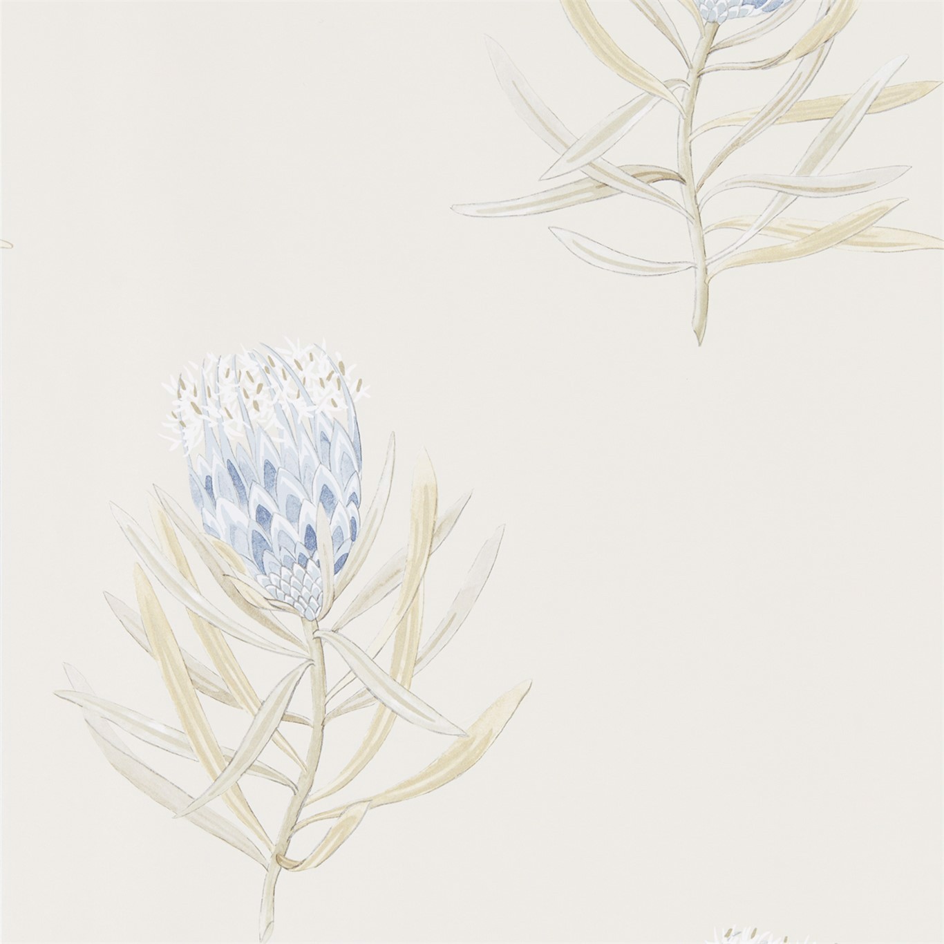 Protea Flower China Blue/Canvas Wallpaper by SAN