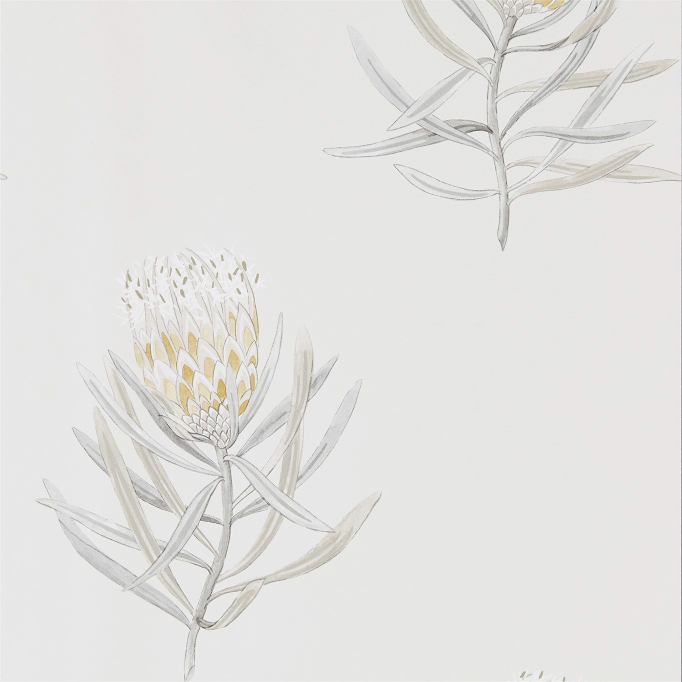 Protea Flower Daffodil/Natural Wallpaper by SAN