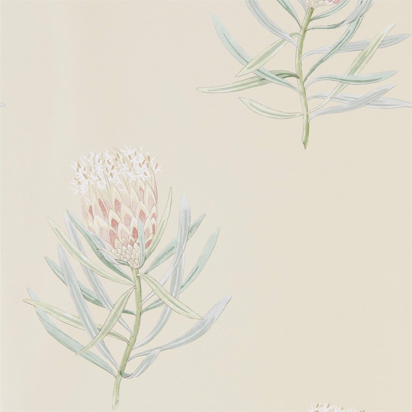 Protea Flower Russet/Green Wallpaper by SAN