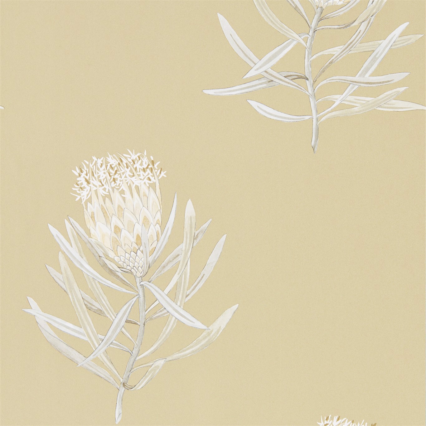 Protea Flower Sepia/Champagne Wallpaper by SAN