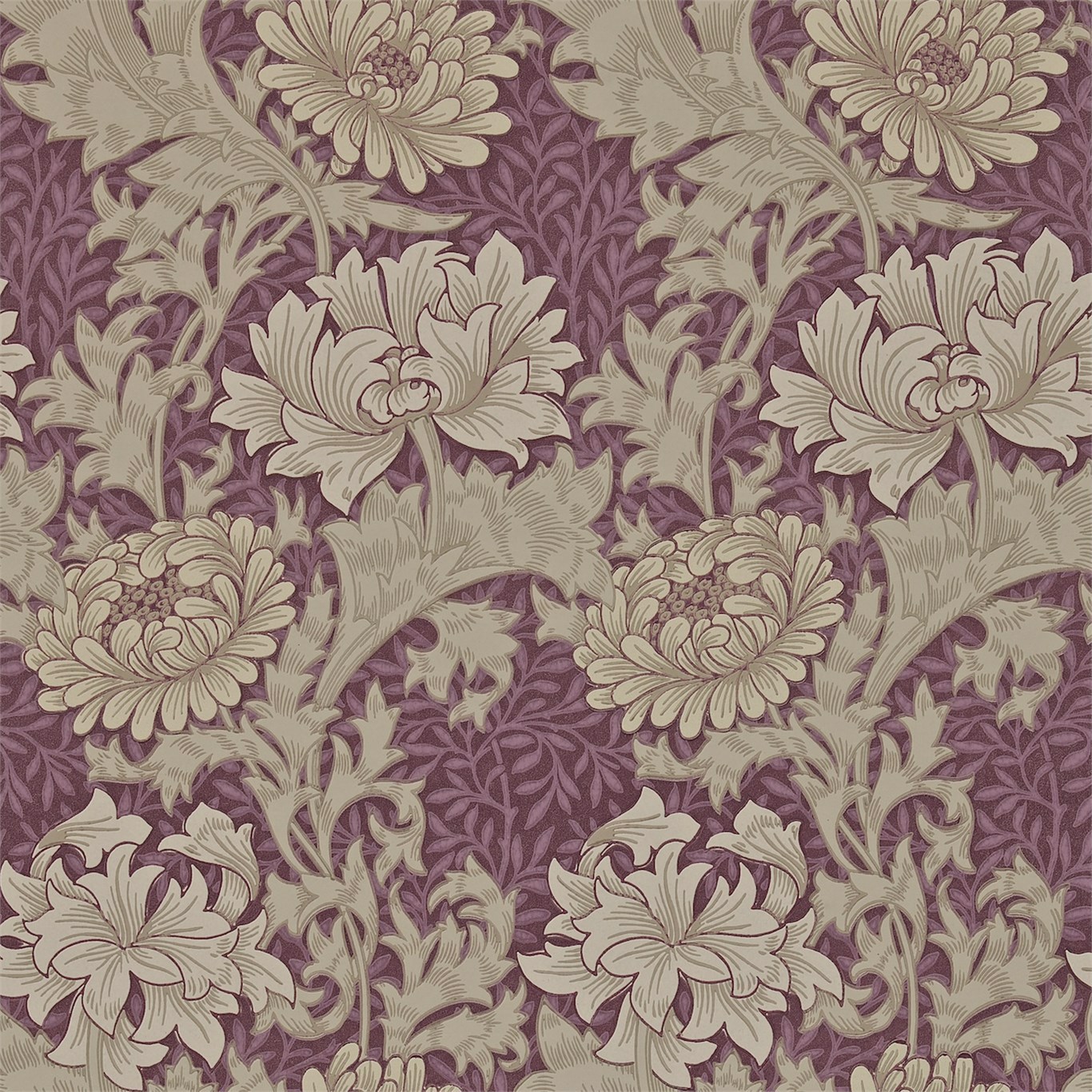 Chrysanthemum Wine Wallpaper by MOR