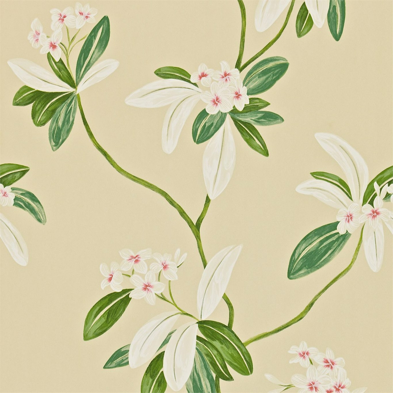 Oleander Rose/Cream Wallpaper by SAN