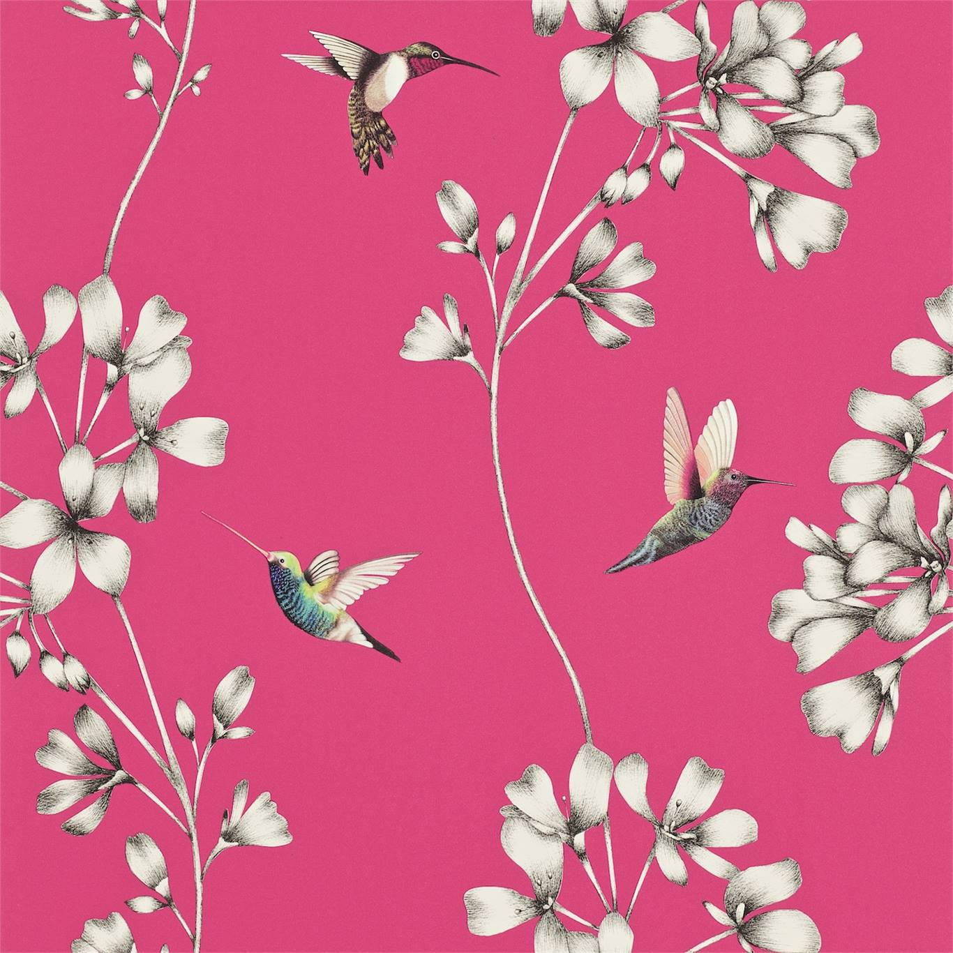 Amazilia Flamingo Wallpaper by HAR