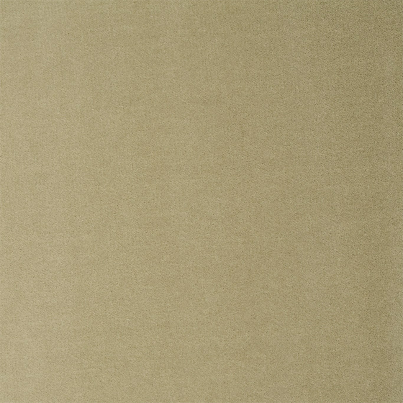Cotton Velvet Gold Fabric by ZOF