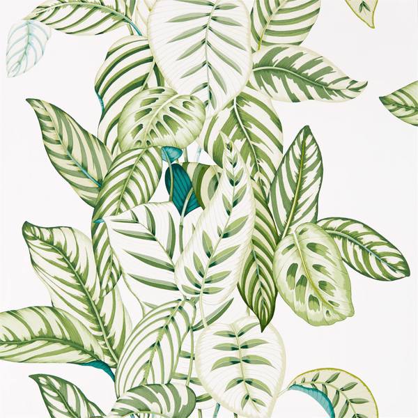 Calathea Botanical Green Wallpaper by Sanderson