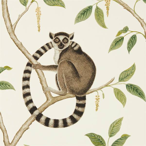 Ringtailed Lemur Ringtailed Lemur Cream/Olive Wallpaper by Sanderson